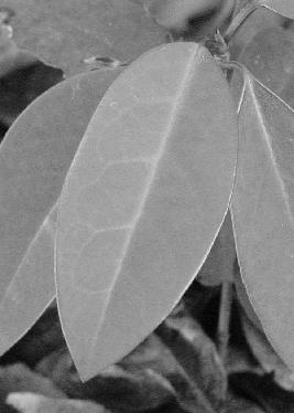 158 Design and Nature VI we focused on the leaf shape and examined the optimal shape of the leaf blade for designing artificial leaves. Figure 1 shows a sketch of a plant leaf.