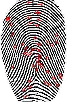 4 Experiments Our methodology has been tested on FVC2002 DB1, which consists of 800 fingerprint images (100 distinct fingers, 8 impressions each). Image size is 374 388 and the resolution is 500dpi.