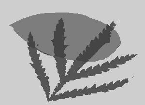 To accommodate the noise levels, σ I is adjusted to 10, 20, and 30, respectively. shows the segmentation of a leaf using the shape prior in Fig. 1(f).