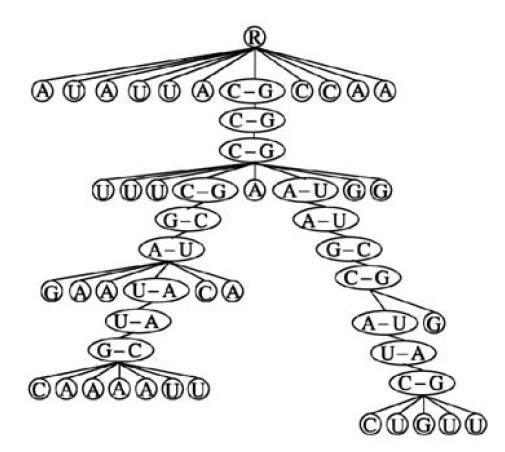 Ordered rooted tree Shapiro, 1988: The nodes correspond to elements of secondary structure (hairpin loop, bulge, internal loop or multi-loop). The edges correspond to base-paired (stem) regions.