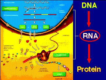 The Central Dogma of Molecular Biology DNA transcription RNA translation Non Coding RNA - RNA molecule that is