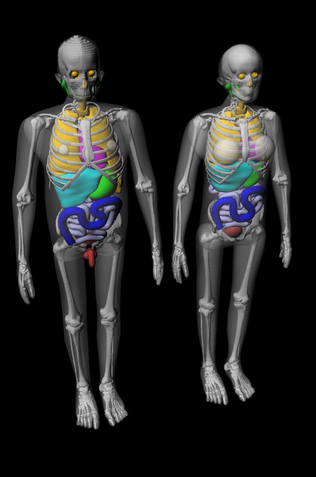 stylized phantoms, while maintaining the anatomic realism of segmented voxel phantoms with respect to organ shape, depth, and inter-organ positioning to great accuracy.