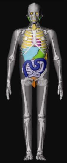 anatomy of individual pediatric patients.