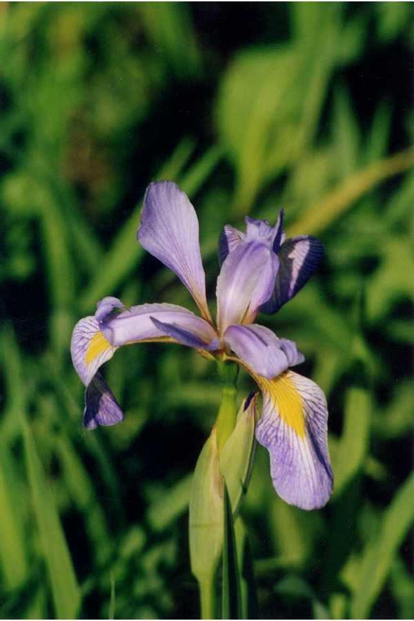 Classification Iris dataset SL PL PW SW Measurement of petal width/length and sepal width/length for 150 flowers of 3 different species of Iris. first reported in: Fisher,R.A.