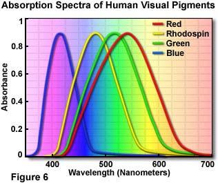 Human Eye Visual Pigments Protein + Retinal 13 cis/trans Photoreaction (Isomerization) Signal transduction