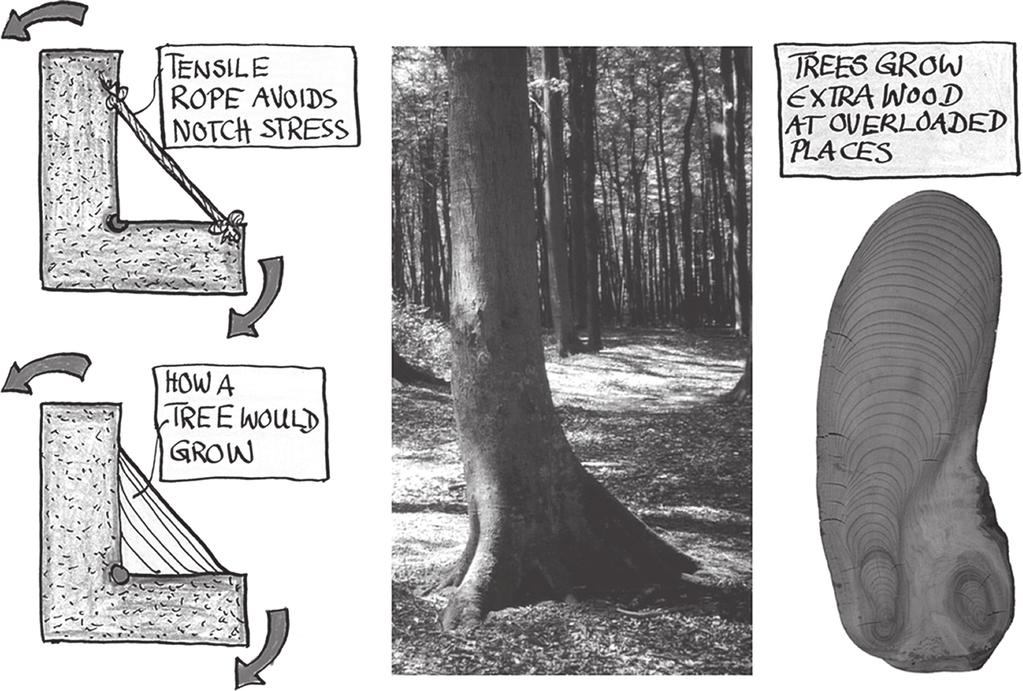 C. Mattheck et al., Int. Journal of Design & Nature. Vol. 2, No. 4 (2007) 303 Figure 2: The buttress root bridging the kink at the base of a tree, like a rope. is only subjected to low loads.