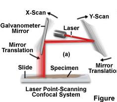 Scan to form an image Confocal only illuminates a single point Have to scan the point around the