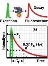 Fluorescence Lifetime Imaging (FLIM) Examine physical properties of fluorophores Can avoid complications like photobleaching and concentration effects Fluorophore Lifetime [ns] Excitation Max [nm]