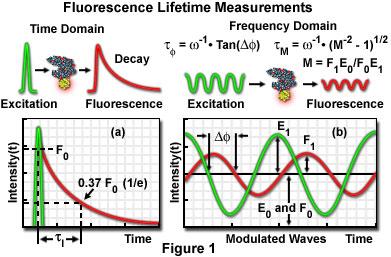 Frequency domain measurements Instead of watching decay, apply sinusoidal light Lifetime can be calculated from the phase delay of the fluorescence relative to the excitation Typically