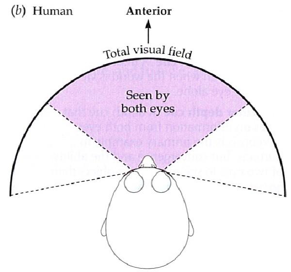 Binocular vision (190 ) Overlapping binocular visual fields give predator a better