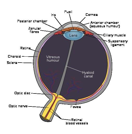 Binocular vision