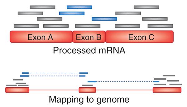 RNA-seq workflow III Short read alignment Mapping = always local