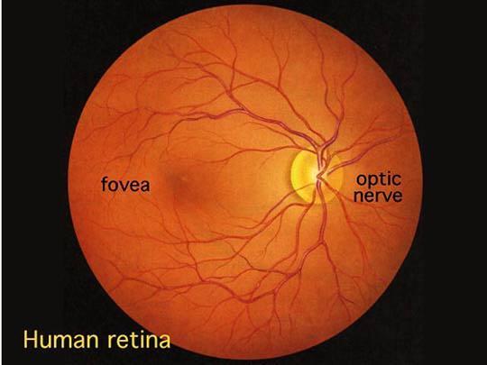 Human Retina Sharp Spot: