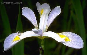 Finish : The Iris Iris Virginica