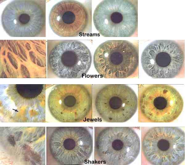 Iris individualization? What is the scientific basis for uniqueness of irises? Scientific and forensic analysis of the iris individualization is practically non-existing!