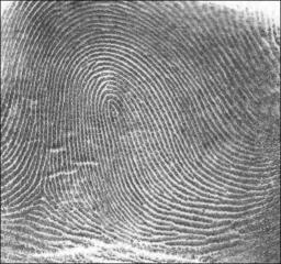 discontinuous. In Fig. 7, two segments of the fingerprint of Fig.