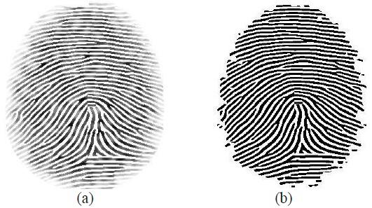 (a) Directional field and (b) coherence. Most authors process fingerprints block-wise for calculating DF [4], [21]. This means that the directional field is not calculated for all pixels individually.