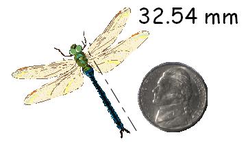 Now you can measure objects with unknown sizes in this example, the length of the dragonfly. 14 1.