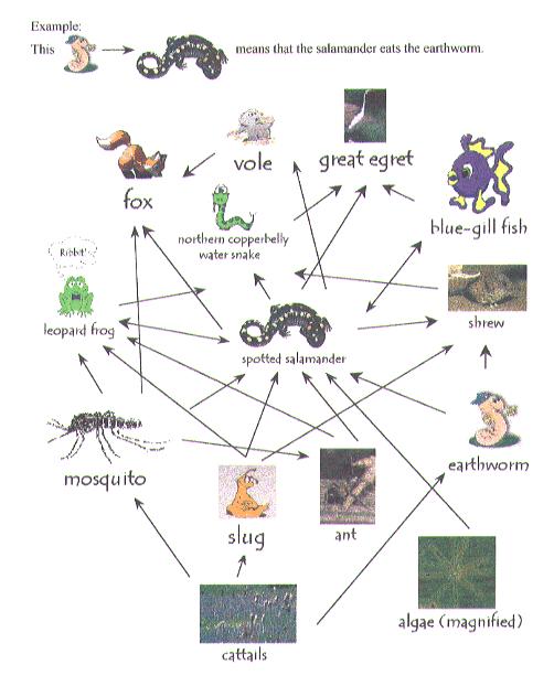 Ecological Food Web Food web graph. Node = species. Edge = from prey to predator. Reference: http://www.twingroves.district96.k12.il.us/wetlands/salamander/salgraphics/salfoodweb.