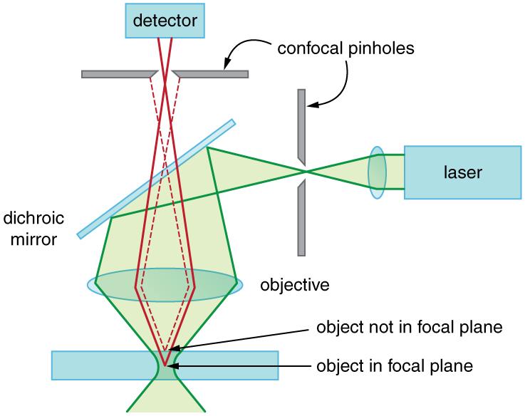 1094 Chapter 27 Wave Optics Figure 27.54 A confocal microscope provides three-dimensional images using pinholes and the extended depth of focus as described by wave optics.