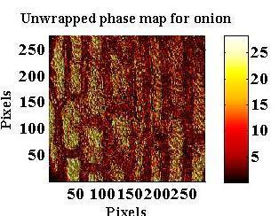 http:// Fig.2. (c) and (d) Are FFT Of Interferogram An Onion And Wrapped Phase Map Of Onion Skin respectively. (e) (f) Fig.2. (e) and (f) are unwrapped phase map and refractive index profile of onion skin respectively.