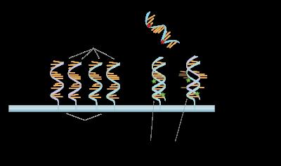 Gene expression experiments Microarrays: Chip with DNA