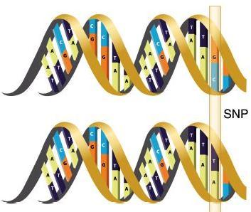 Difference is in single nucleotide ATTCGA ATTTGA In human DNA, more than 10 million.