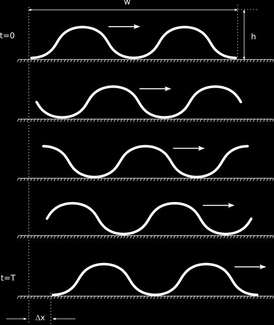 Locomotion mechanism Locomotion performed by the body wave propagation Step: x V=