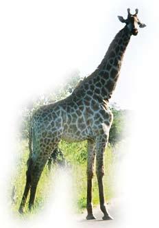 26. Measures Shape, Space and Measures Grade F Make estimates of weights, lengths and volumes in real-life situations. Here is a picture of a man standing near a giraffe.
