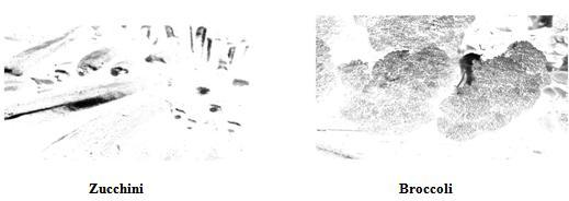 Fig 1.9 shows the texture measuring and figure 1.10 presents the filtering of the given images.[10,12] Figure 1.11: Filtering of input images of zucchini and broccoli [12]. Figure 4.