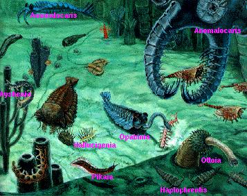 Cambrian Explosion, 543M Years Ago