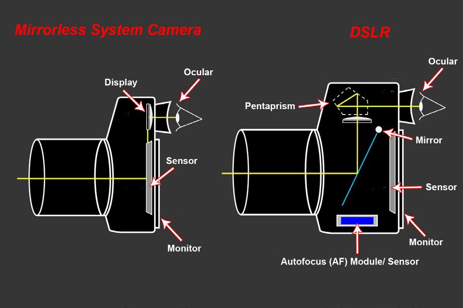 Mirrorless and Bridge cameras do not have mirrors inside them. Instead, they have an Electronic Viewfinder (EVF).