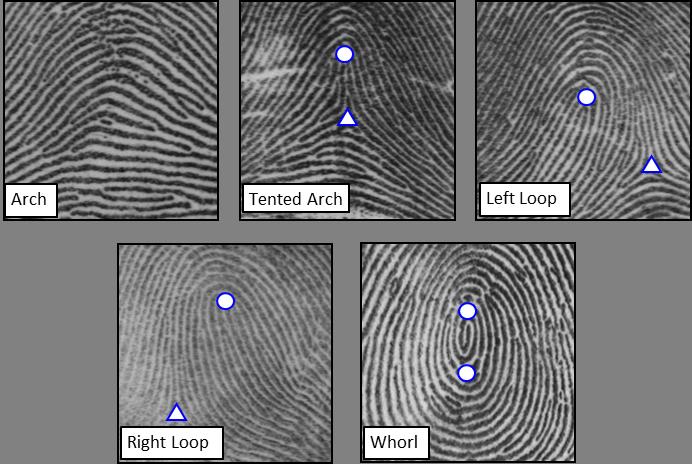 Singular Point Detection for Efficient Fingerprint Classification Ali Ismail Awad and Kensuke Baba Graduate School of Information Science and Electrical Engineering Kyushu University Library 10-1,