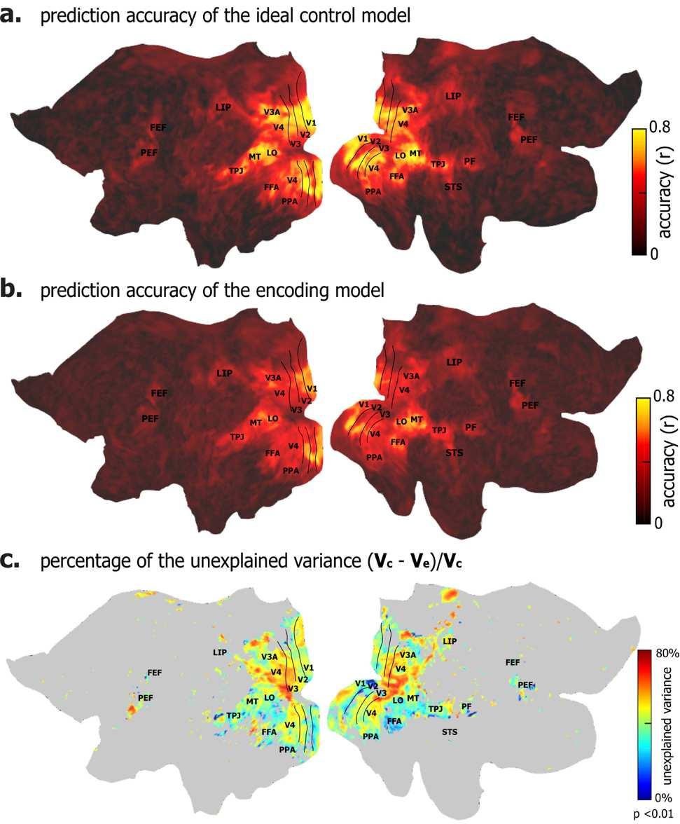 Figure. 4. Explained variance of the encoding models. (a) Prediction accuracy of the ideal control model (average across subjects). It defines the potentially explainable variance in the fmri signal.