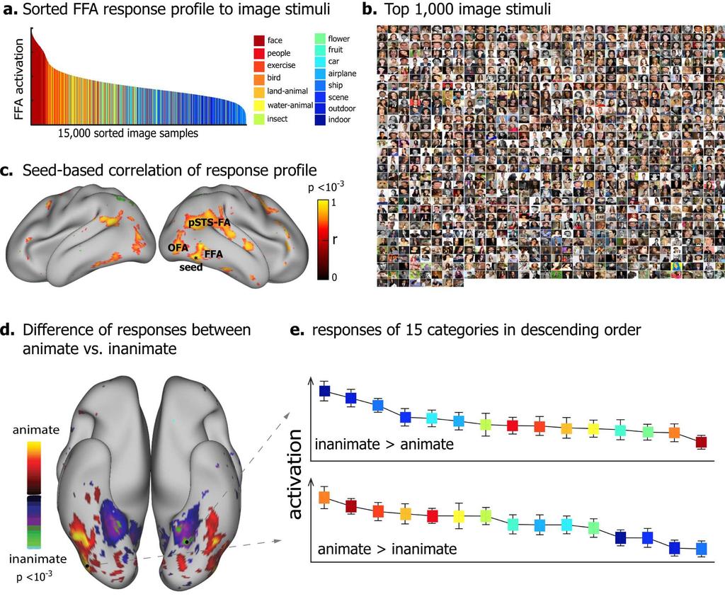 Figure. 5. Cortical representations of single-pictures or categories.