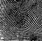 22 ILOAÑUSI, O. N. and OSUAGWU, C. C. 1.1 Fingerprint Class Types Fingerprints are classified according to their ridge flow patterns.