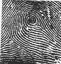 The classes of fingerprints are not evenly distributed. About 90% of humans have loops and whorls classes of fingerprints.