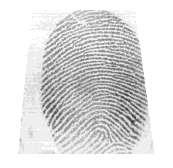 IMAGE PROCESSING AND FEATURES EXTRACTION OF FINGERPRINT IMAGE 25 example multicolour images do not need binarization, while fingerprint images need two colours, black and white.