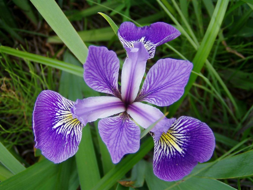 Classification for Iris Flower Dataset Three classes of Iris flower