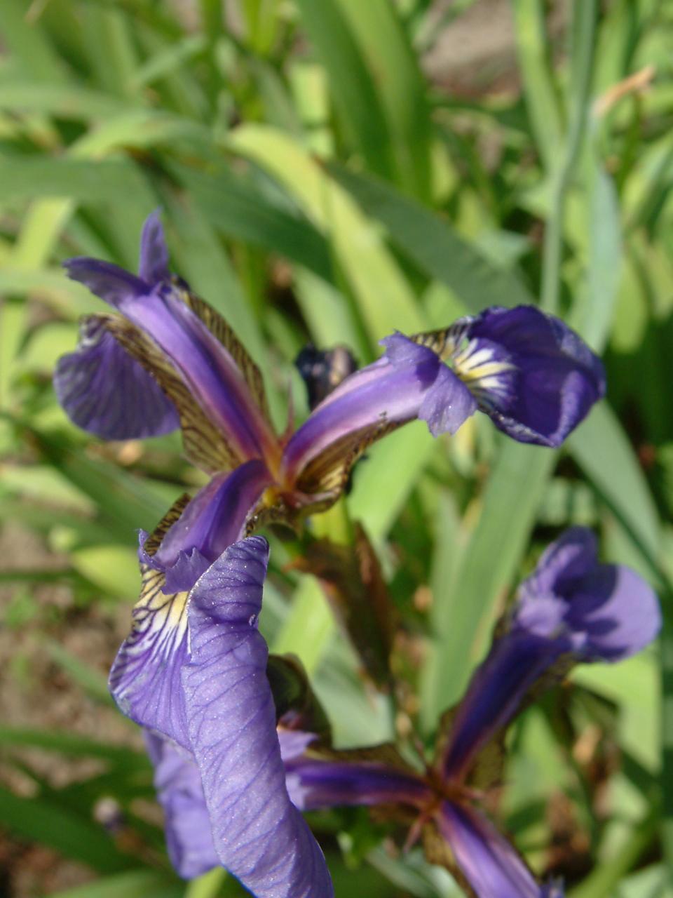 4, Iris-versicolor 6.4, 3.2, 4.5, 1.5, Iris-versicolor 6.3, 3.3, 6.