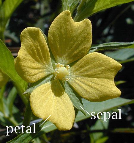 Iris: input and output Figure: Sepal and petal.