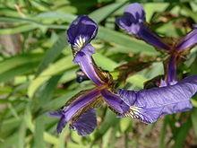 Example: Iris Flower