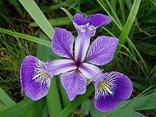versicolor Iris