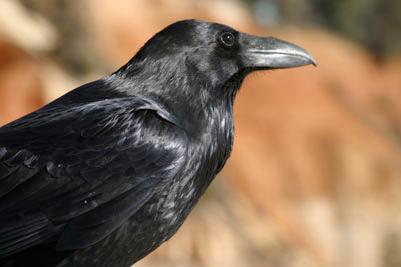 Corvus corax Raven photo used under the terms of