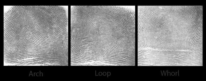 FINGERPRINTS: A BRIEF OVERVIEW Biometric data is extracted from the captured fingerprints using an algorithm unique to each device manufacturer.
