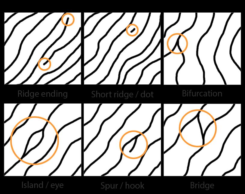 Figure 2 - Common minutia points COMMON MINUTIA POINTS Ridge ending a point where the ridge terminates.