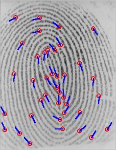 When the algorithm has mapped all these points, it builds the final template: the minutiae string that uniquely identifies this fingerprint.