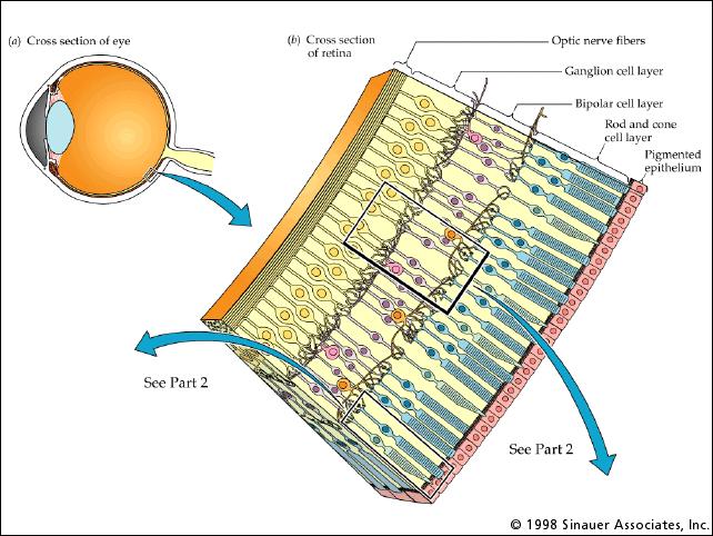 The Retina Cross-section of eye Cross section of retina Ganglion axons