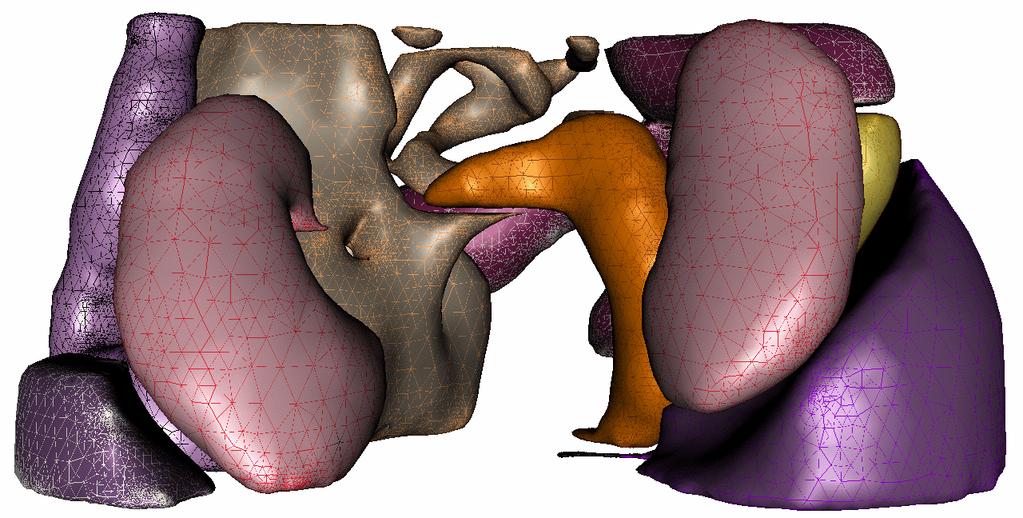 Though the volume mesh of all the tissues was created simultaneously, we can zoom in and isolate the left kidney or descending colon as in Figure 13