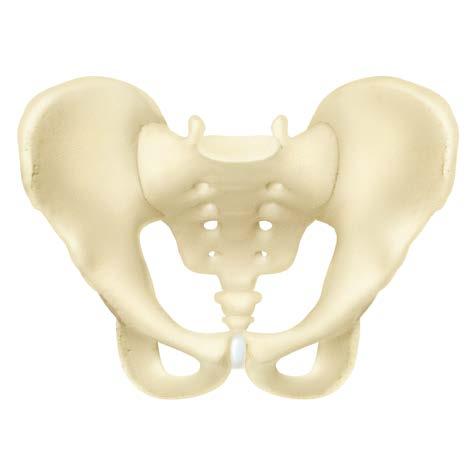 Acetabulum/Pelvis for Oncology Position patient in A /P with feet inverted, no rotation. Entire pelvis in FOV.